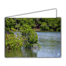Greeting card | Mangroves